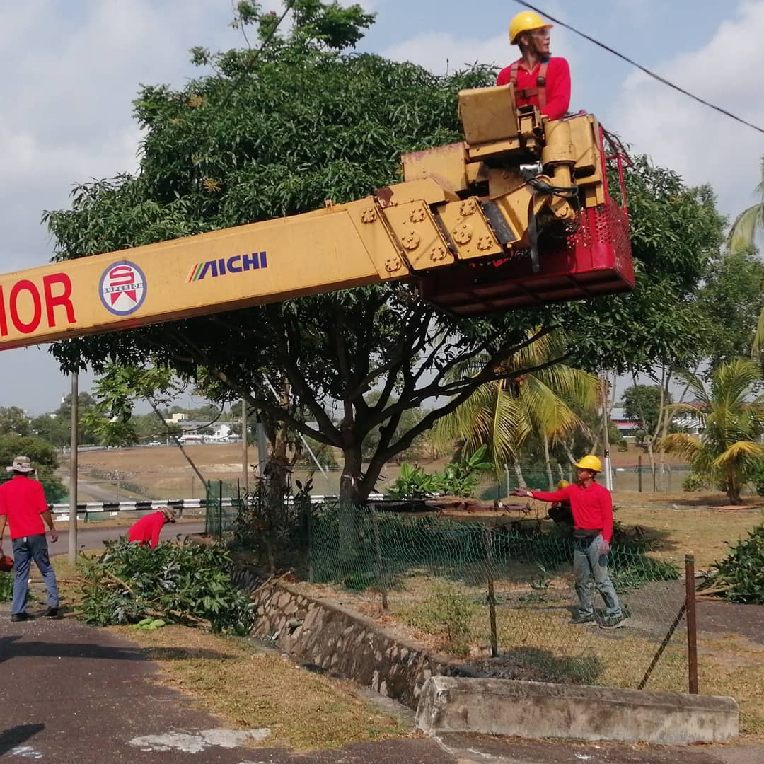 Removing Biggest Rain Tree Ever in Johor Bahru