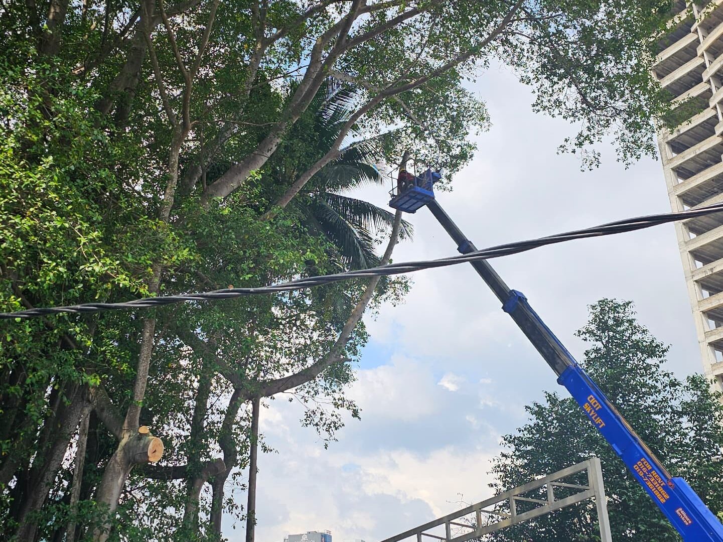 Trimming and removing branches at B Point Stulang Johor bahru