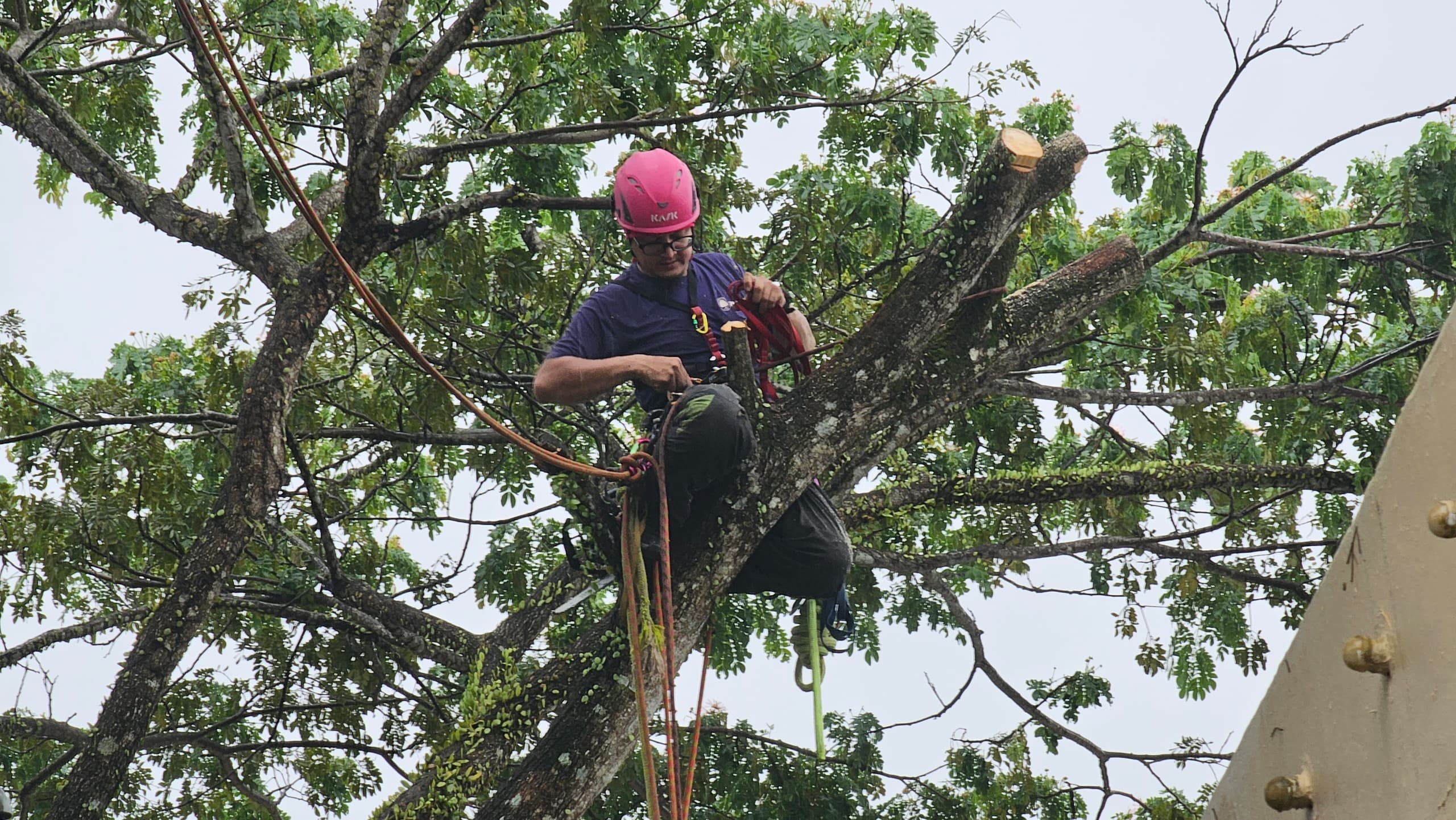 Desire for Heights: Johor Bahru's Top Professional Tree Climber Services